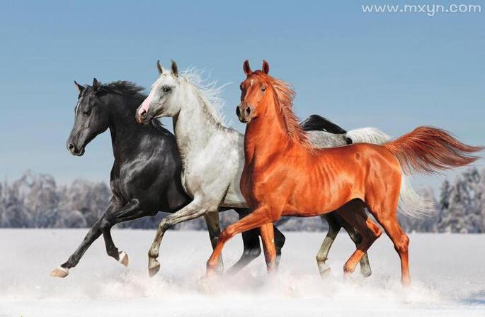 梦见四匹马是什么意思 梦见四匹马是什么预兆