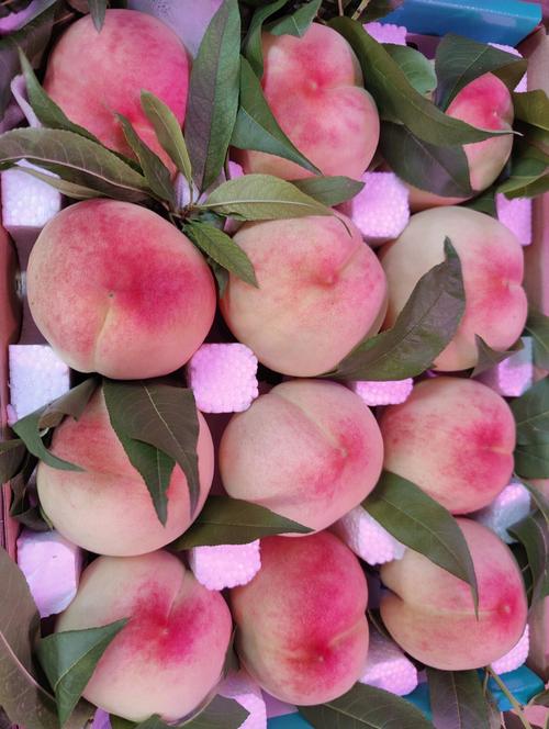 桃子常见的品种有哪些 桃子种类有哪些