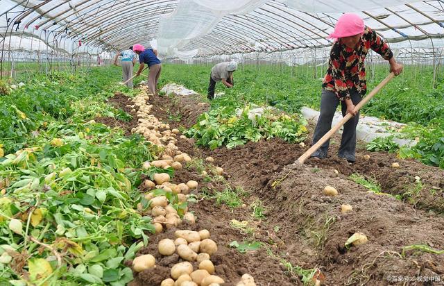几月份种土豆 土豆种植时间和方法是什么