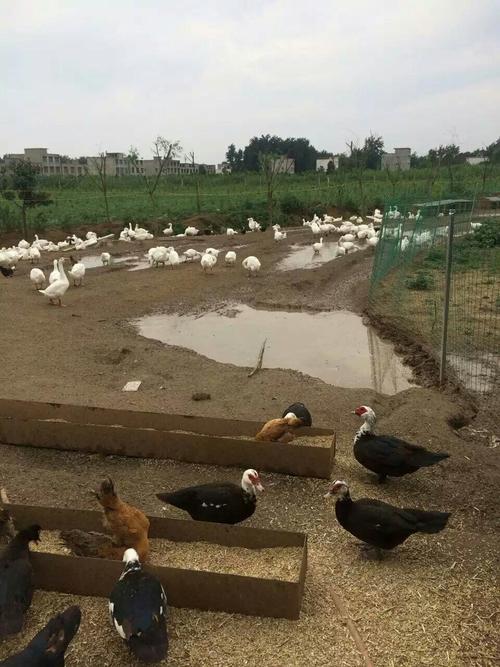 新手养殖鸡鸭注意什么 养鸡鸭鹅赚钱吗